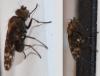 Scatophila unicornis